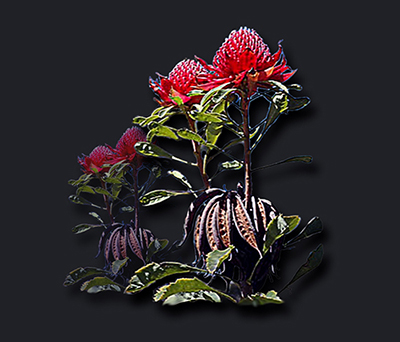 red waratah